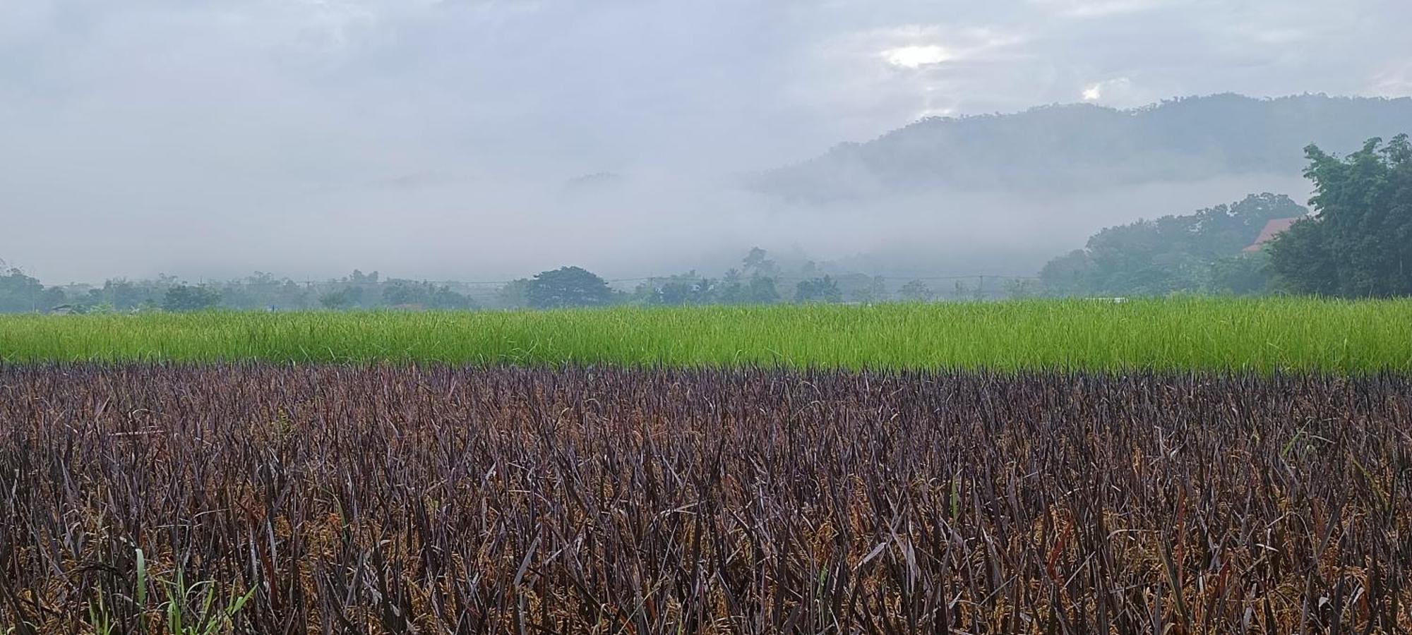 Kaewma Farmstay Khuang Kom Chambre photo